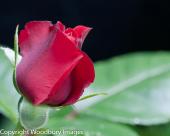 Red Rose